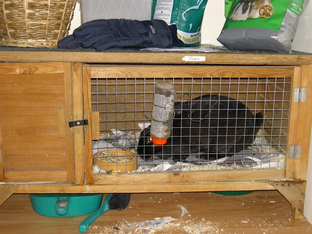 Picture of: Datei:Rabbit in hutch