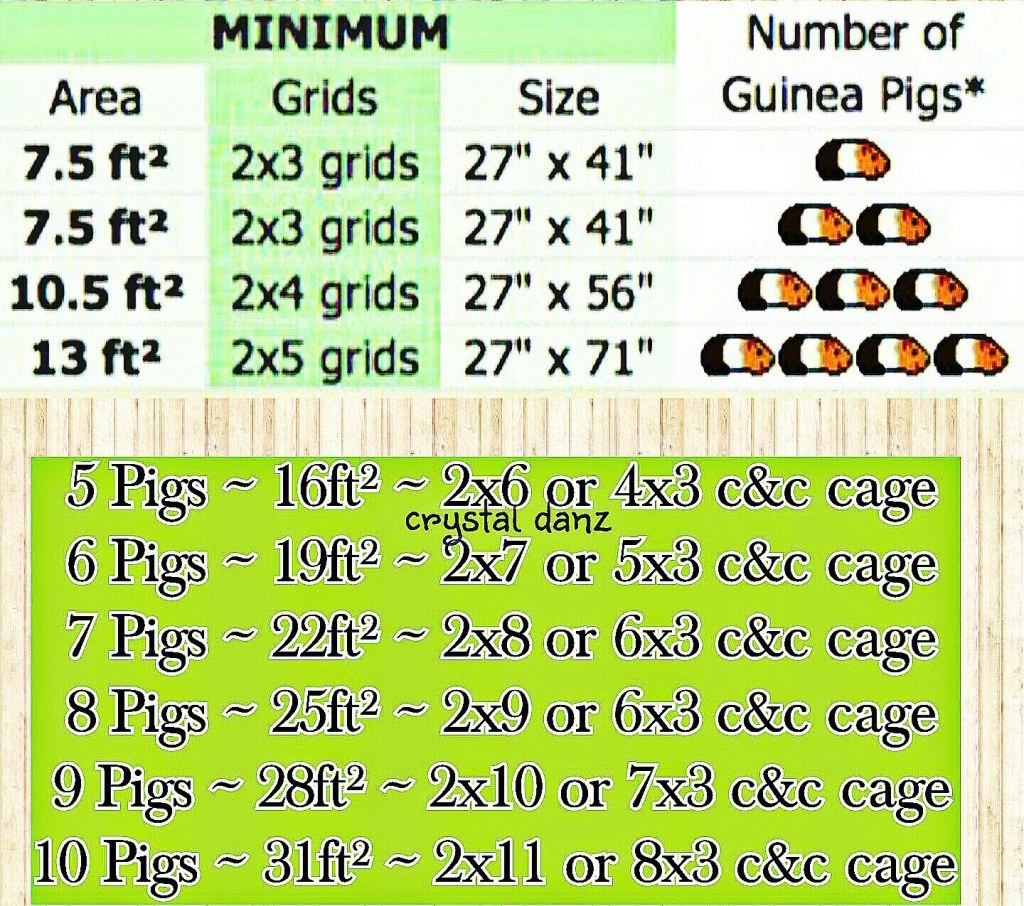 Picture of: Hutch Size For  Guinea Pigs Sale – www.cimeddigital