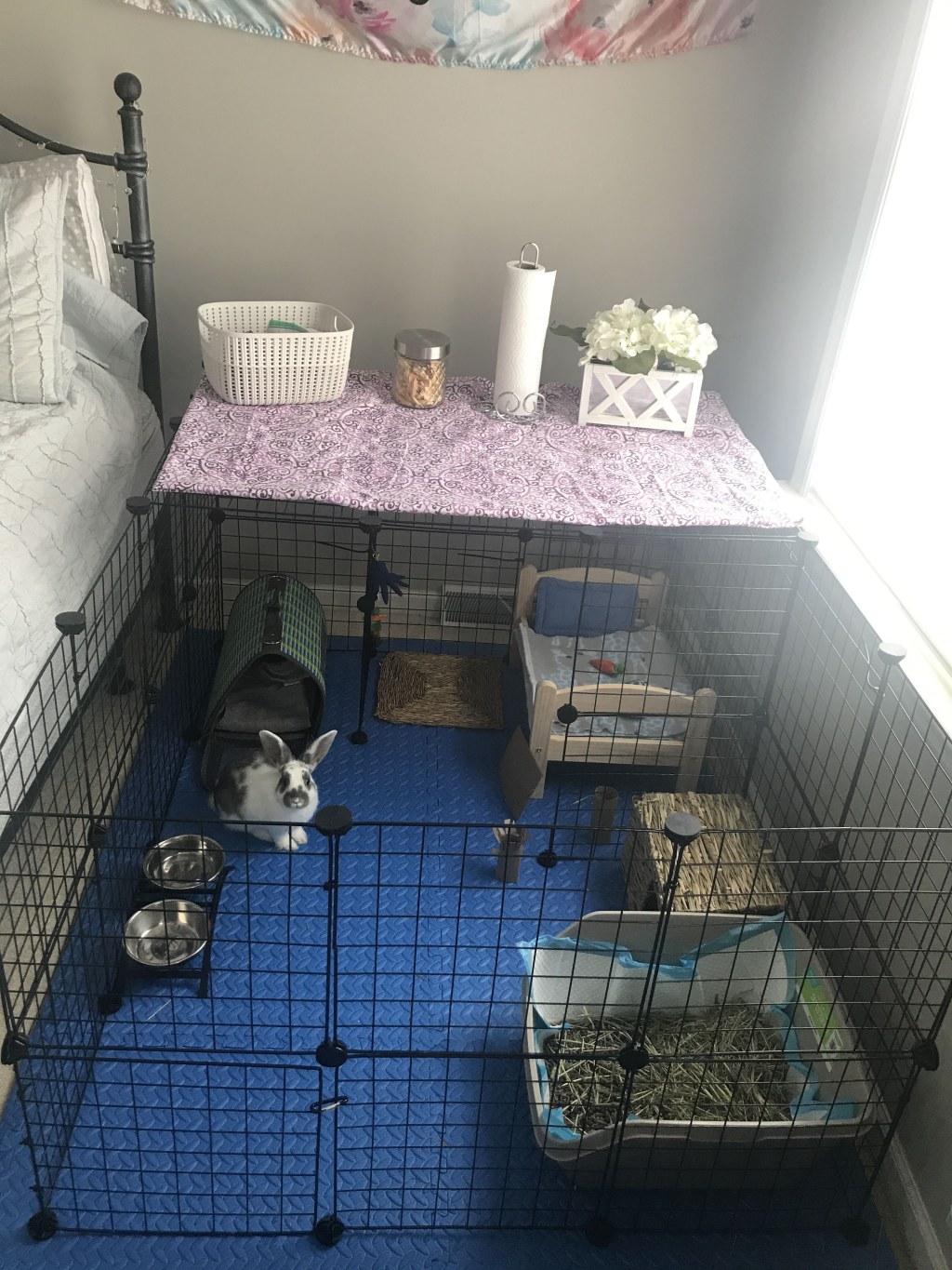 Picture of: My bunny set-up  Pet bunny rabbits, Pet rabbit, Bunny cages