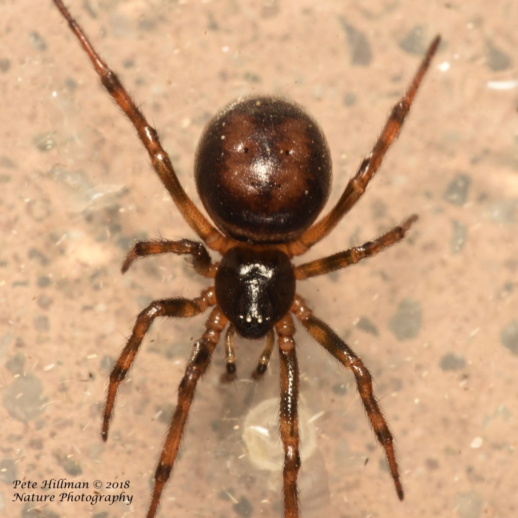 Picture of: Rabbit Hutch Spider Steatoda bipunctata – Nature Journeys